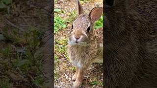 baby Turnip comes right up to me 5272024 fluffy cute cottontail birdsong nature [upl. by Hamon]