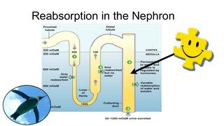 Reabsorption in the Nephron [upl. by Mesics]