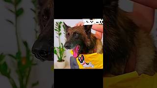 Love and affection for a dog bonding trending viral pet dog [upl. by Xylina]