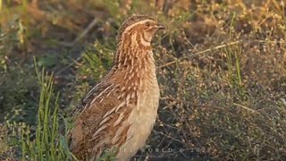 Quail sounds Quail voice Quail hunting sound  Bater Ki Awaaz Quail calling [upl. by Tfat]