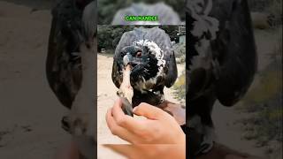 Will This Eagle Really Swallow THAT 😱🦅 shorts short viralvideo [upl. by Einwahs]