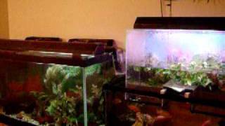 Connected AQUARIUMS with Overflow Upside Down Tank DIY BUILD PROJECT [upl. by Aryk]