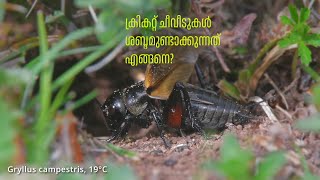 How crickets produce sounds ചീവീടുകൾ ശബ്ദമുണ്ടാക്കുന്നതെങ്ങനെ shorts shorts video [upl. by Chenee]