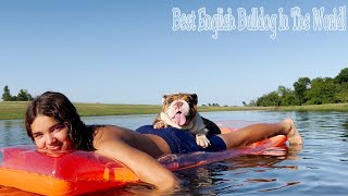 Worlds Best English Bulldog Chocolate Tri Merle AKC Relaxing on Pond [upl. by Moya]