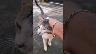 😼Cat 123 solli pathurukeengala😉 cat catlover shorts youtubeshorts [upl. by Llebasi]