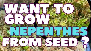 The Ultimate Guide On How To Grow Nepenthes From Seed [upl. by Yerrok]