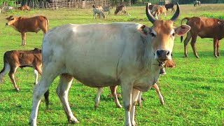 the sound of a real white longhorned cow [upl. by Oigolue]