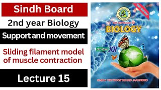 muscle contraction  sliding filament model of muscle contraction  support and movement class 12 [upl. by Petrina210]