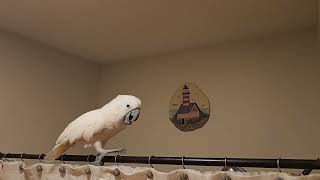 Cockatoo Dramatic Conversation 🙄 [upl. by Shirlene227]