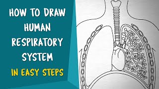 How To Draw Human Respiratory System in Easy Steps  CBSE 11th class  NCERT class 11 [upl. by Coy]