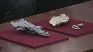 碓氷川で化石発見 「ヨウスコウカワイルカ」の新種 群馬・安中市（240516） [upl. by Steve]