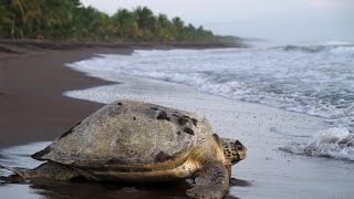 El Parque Nacional Tortuguero es uno de los principales íconos turísticos de Costa Rica [upl. by Iey81]