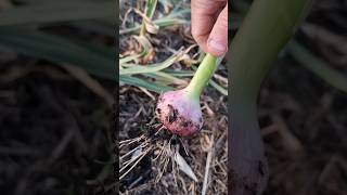 How garlic growsFresh Picked amp Cured Australian Purple Garlic garden garlic farming [upl. by Merwin]