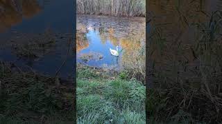 A White Swan Swims In A River Near The Reeds [upl. by Aldora754]