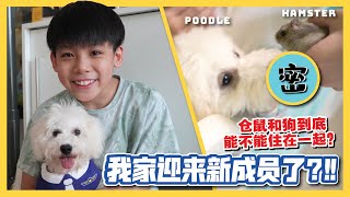 VLOG 我家迎来新成员了 仓鼠和狗到底能不能住在一起？JudeTube [upl. by Aramas]