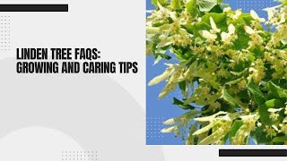 Linden Tree FAQs Growing and Caring Tips [upl. by O'Donovan83]