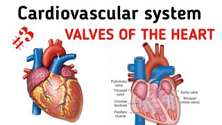 Cardiovascular System  Valves of the heart  தமிழ் [upl. by Yojal242]