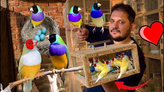 Gouldian finch successful breeding method tips Attercliffe Beautiful Colourful Hsn Entertainment [upl. by Drawoh350]