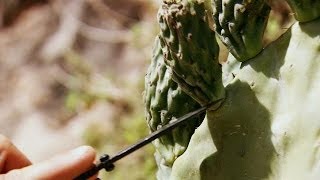 Prickly Pear  Bear Grylls Escape From Hell [upl. by Garvin841]