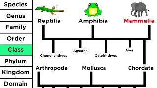 Phylogeny and the Tree of Life [upl. by Eseret]