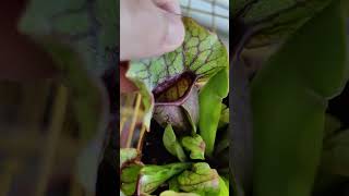 insides of my SARRACENIA PURPUREA PLANT [upl. by Nolat540]