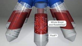 Isolate Highly Purified Cells for HLA Analysis with RosetteSep™ Immunodensity Cell Isolation [upl. by Aikrehs]