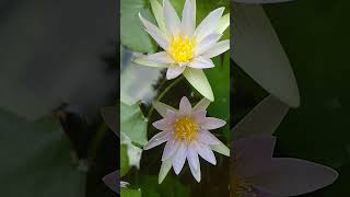 water lilies Blooms in my terrace garden [upl. by Ycniuqal437]