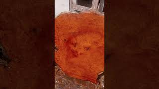 Kayu burl amboyna merah big size minat 082115177195 [upl. by Orutra]