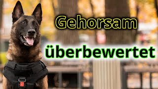 Wo die Hundeschule versagt Warum Gehorsam alleine Dir keinen alltagstauglichen Hund bringt [upl. by Isdnyl]