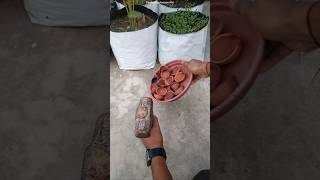 Diwali diya reuse ideas  How to reuse old diyas in gardening [upl. by Adolphe320]