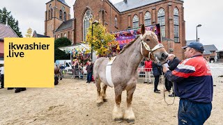 TRAILER 1’ Prijskampen op Jaarmarkt Dworp Belgische trekpaarden warmbloedpaarden pony’s en koeien [upl. by Trebbor]