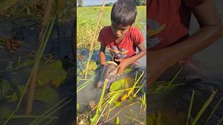 Wow Catching Huge Deshi Catfish by Plastic Bottle Trap in Beel bottletrapfishing catchfish [upl. by Ruella645]