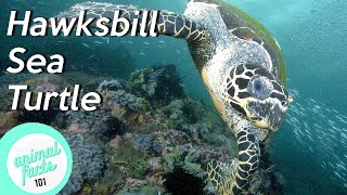 Hawksbill Sea Turtle • All You Need To Know About This Reptilia [upl. by Skillern]