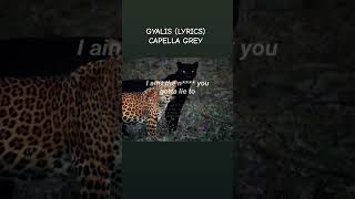 Gyalis  Capella Grey Lyrics lyrics song shorts shortsfeed capella capellagrey music [upl. by Ahsiuqal]