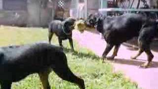 rottweiler tug o war [upl. by Rehtse]