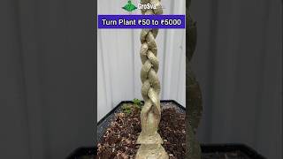 Amazing way to Grow Plant  Bonsai [upl. by Ilram]