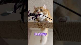 CUTE CAT PLAYING cat cutecatsounds cute cuteecats catlover [upl. by Thorny]