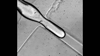 BeadsonString structure observed during the breakup of a viscoelastic fluid thread [upl. by Dowzall]