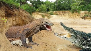 DRAGÃO de Komodo VS CROCODILO Cubano  DESCUBRA quem VENCE [upl. by Olga]