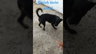 Nachu mein Rocky ki ful Masti Barish mein viralshot funny dog dance video [upl. by Gladwin302]