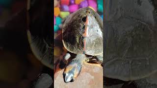 Turtle 🐢 ne ajj apna pura gradn dikal ye bhut shubh hota hai turtle petsvloganimalsinmyhousemeetm [upl. by Assiron]