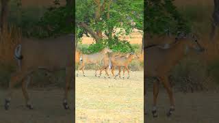 Nilgai Kesi Hoti Hai nilgai nilgaijumping animals junglelife jungleinside nilgaijumping [upl. by Natelson]