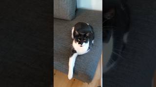 Three Legged Cat is Sick of Me🤣 catshorts cats cat [upl. by Imeaj]