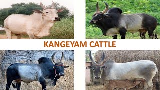 Kangeyam Cattle 🇮🇳  Kongu  Kanganad  Livestock  Indian Cattle l Kangayam [upl. by Pierpont]