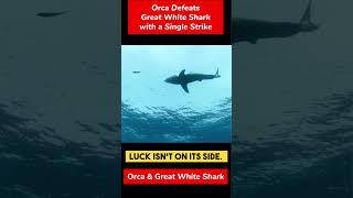 Orca Vs Great White [upl. by Tina484]