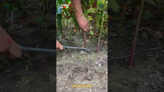 Vegetable Plant Harvesting Tool [upl. by Launamme]