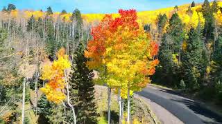 Santa Fe New Mexico Fall Colors in November [upl. by Haerdna593]