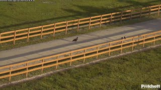 E23 morning walk with neighbors 0830 20240320  Southwest Florida Eagle Cam [upl. by Elaval307]