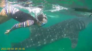 Oslob Cebu Whale shark adventure 2024 [upl. by Leopoldine366]