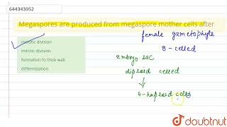 Megaspores are produced from megaspore mother cells after  12  SEXUAL REPRODUCTION IN FLOWERIN [upl. by Landel]